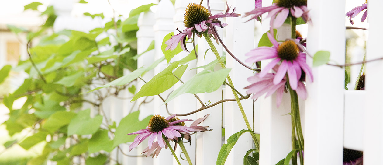 Blackmores echinacea found to halve the incidence of colds