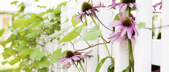 echinacea found to halve the incidence of colds