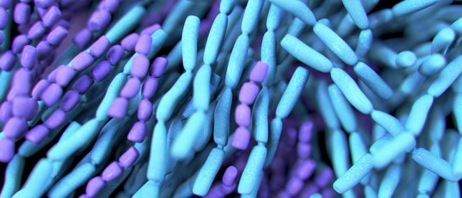 What are probiotics?