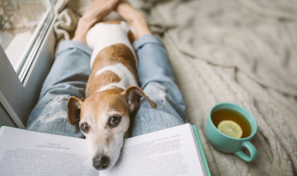 Reading at home with pet Jack Russell terrier. Cozy home weekend with interesting book, dog and hot tea. Beige and blue. Chilling mood