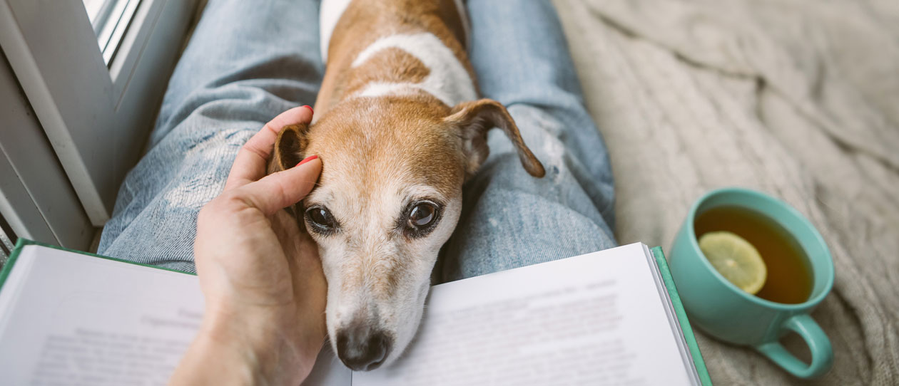 Reading at home with pet Jack Russell terrier